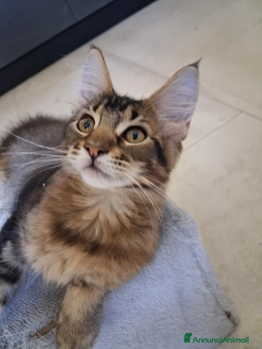 Maine Coon gatti in vendita: Maine Coon con Pedigree - Annuncio 2