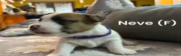 Jack Russell cani in vendita: Cuccioli di jack Russel pelo broken  - Annuncio 5