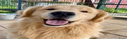 Golden Retriever cani in vendita: CUCCIOLA GOLDEN AMERICANO a Provincia di Brescia - Annuncio 11