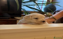 Maltese cani in vendita: Maltipoo a Provincia di Verona - Immagine 2