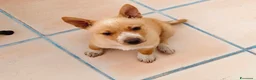 Meticcio cani in regalo: Niko bellissimo cucciolo taglia piccola a Città metropolitana di Milano - Annuncio 2