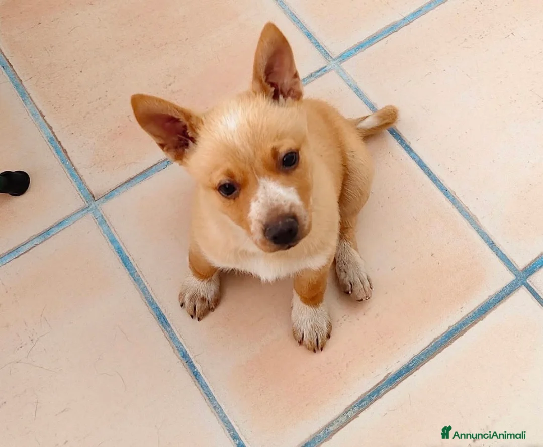 Meticcio cani in regalo: Niko bellissimo cucciolo taglia piccola a Città metropolitana di Milano - Annuncio 2