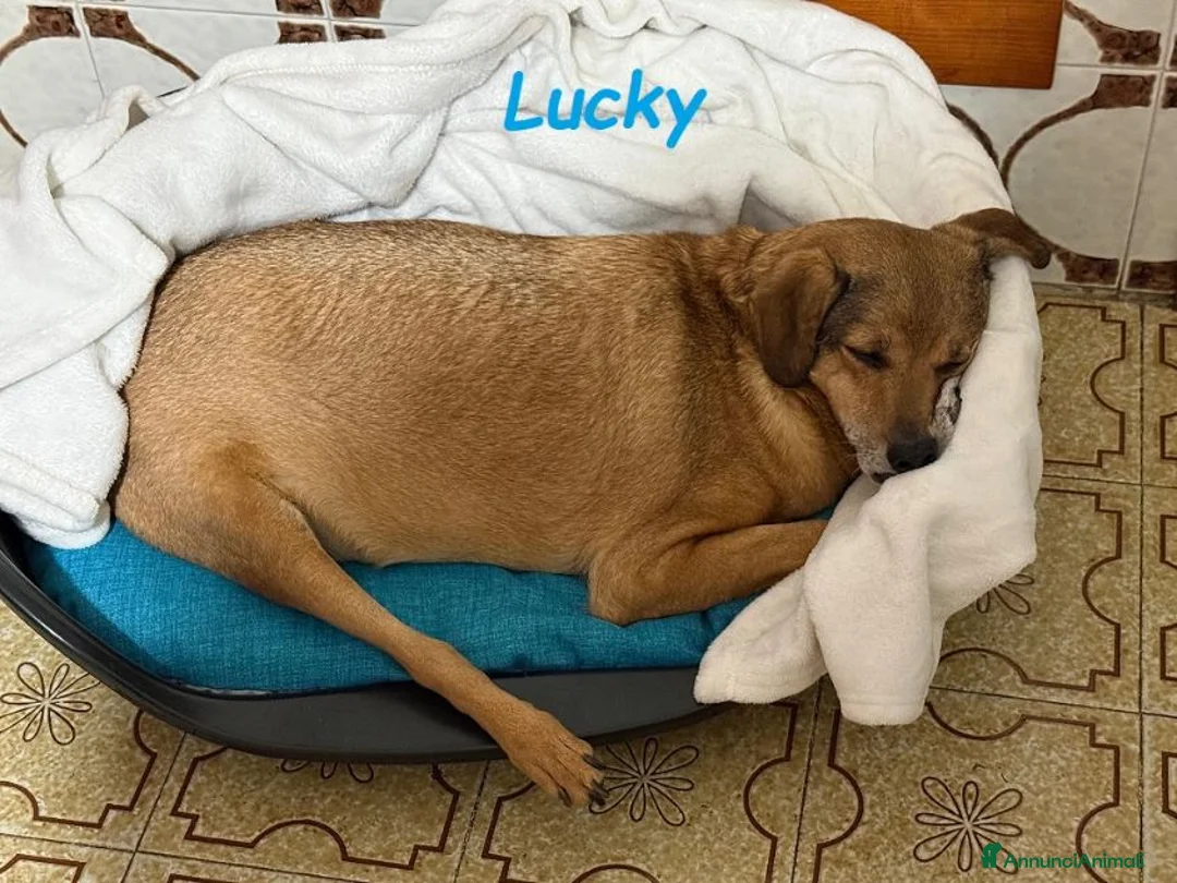 Meticcio cani in regalo: LUCKY buono ed affettuoso tg contenuta - Annuncio 4