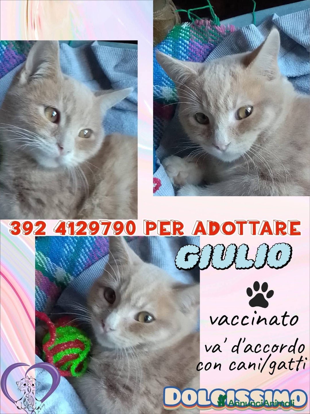 Europeo gatti in regalo: GIULIO DOLCISSIMO GATTINO - Annuncio 1