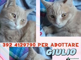 Europeo gatti GIULIO DOLCISSIMO GATTINO - Annuncio 17