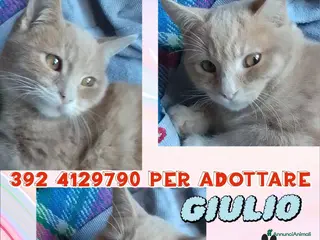 Europeo gatti GIULIO DOLCISSIMO GATTINO - Annuncio 32