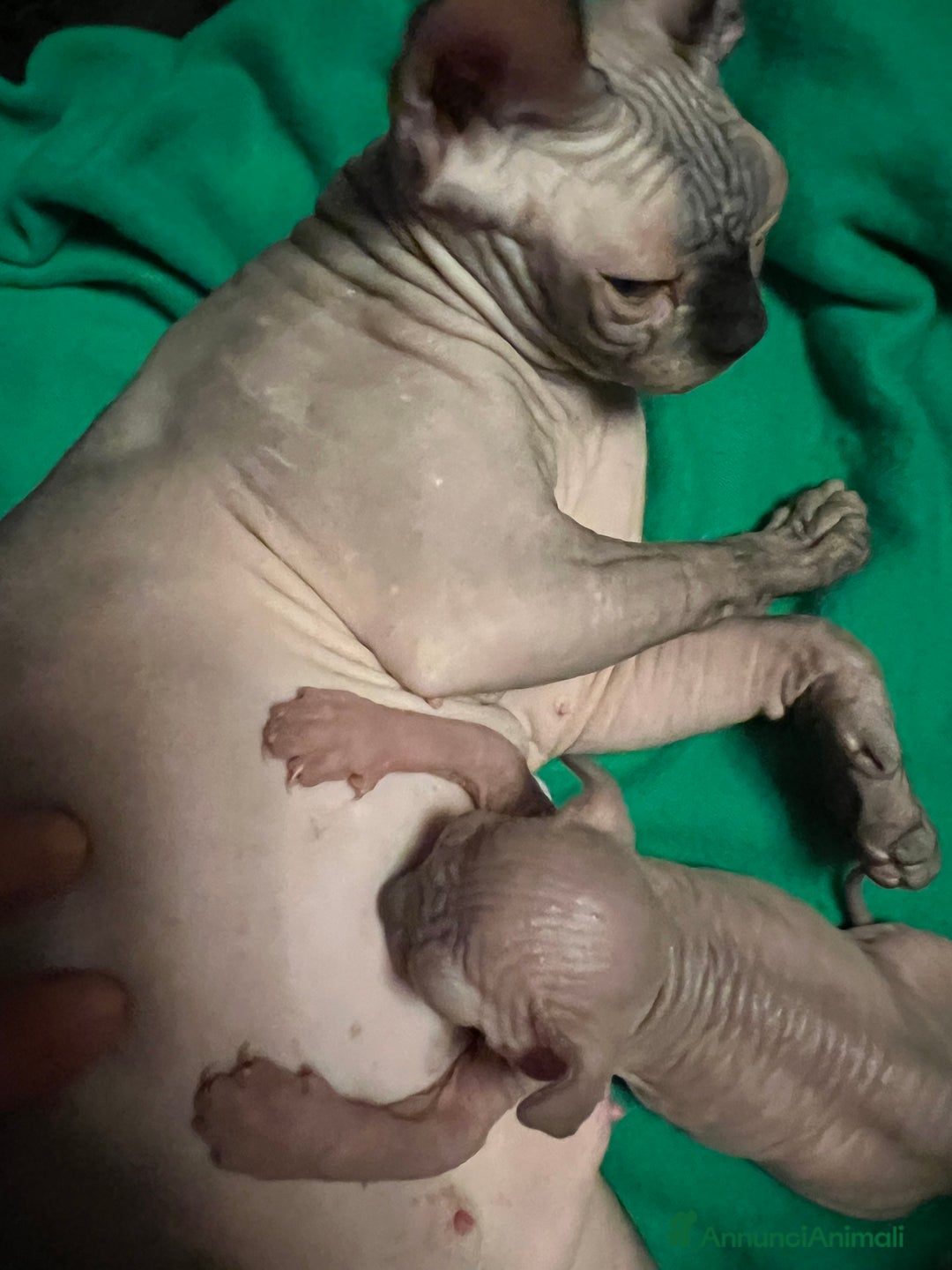 Sphynx gatti in vendita: Sphynx  - Annuncio 7