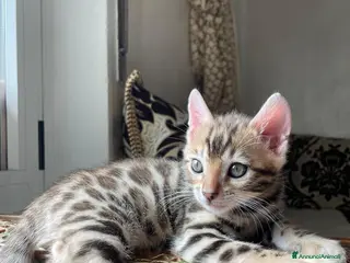 Bengala gatti Cucciolo bengala - Annuncio 1