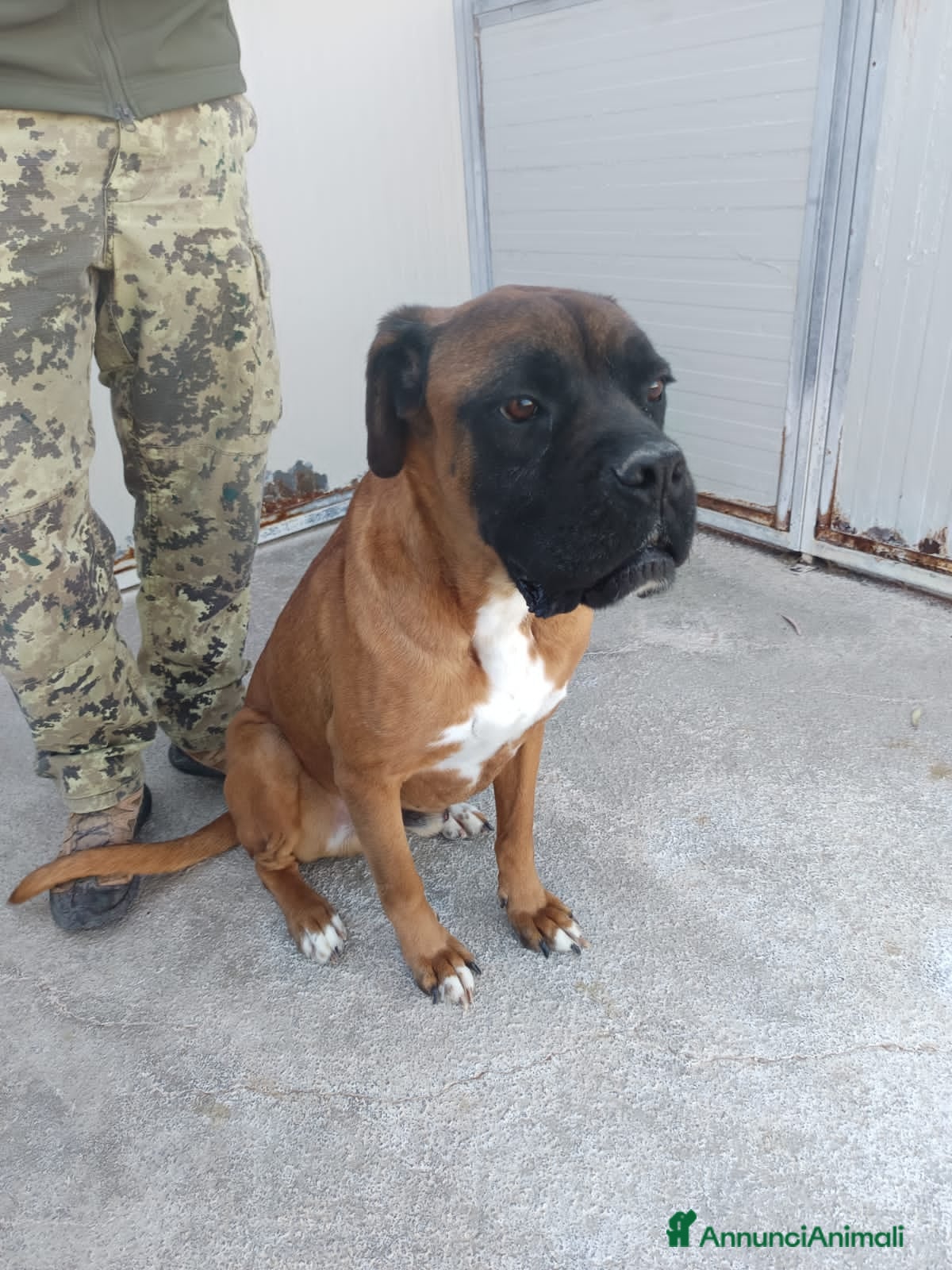 Altre razze cani ECTOR - Annuncio 7