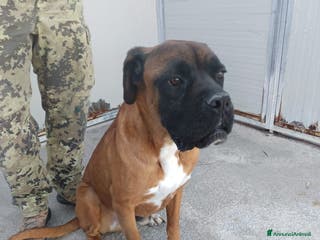 Altre razze cani ECTOR - Annuncio 7