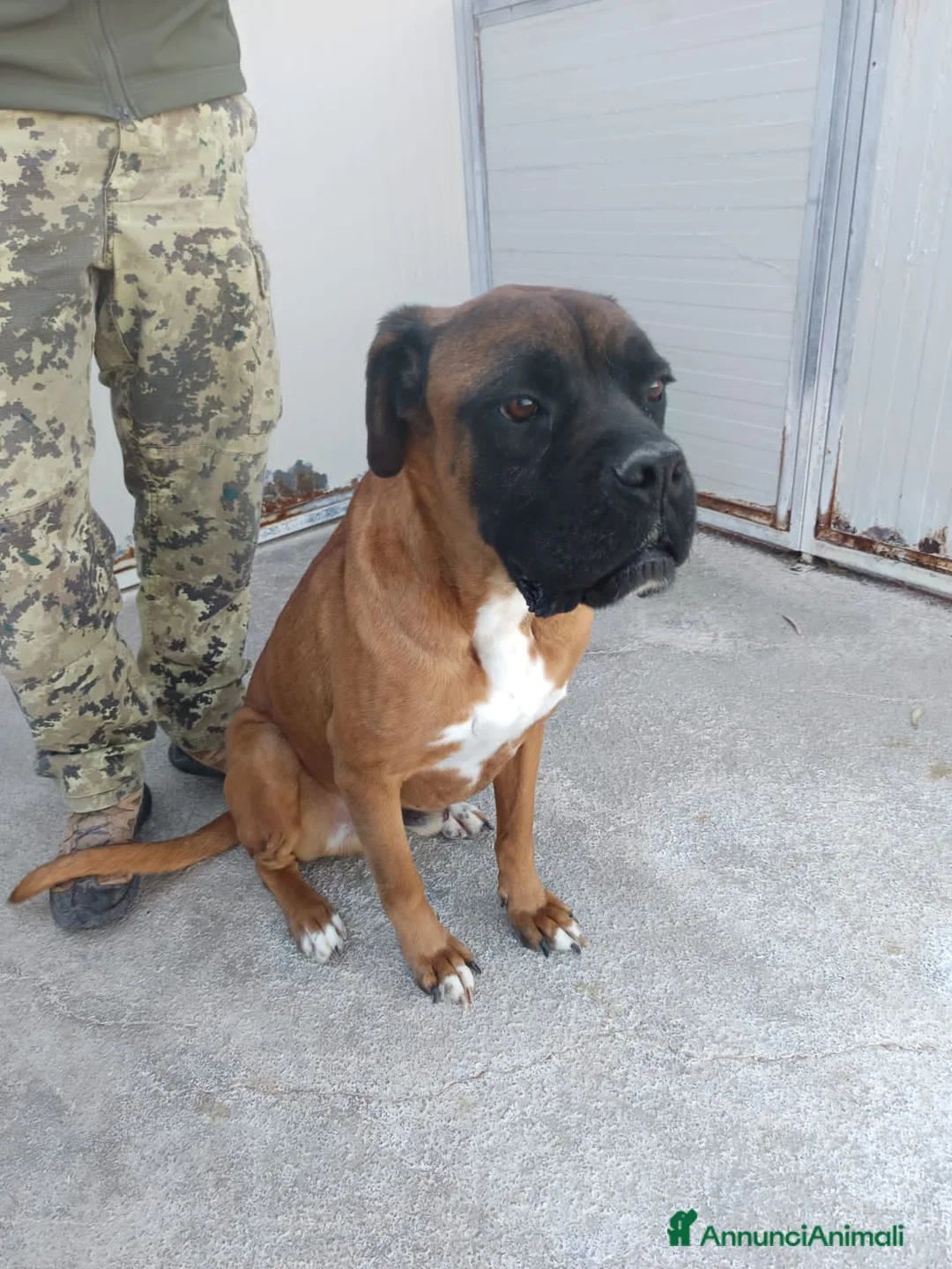 Altre razze cani in regalo: ECTOR - Annuncio 1