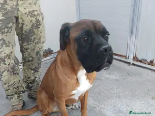 Altre razze cani ECTOR - Annuncio 19