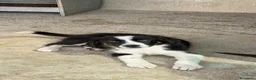 Meticcio cani in regalo: Baby  a Provincia di Verona - Annuncio 4
