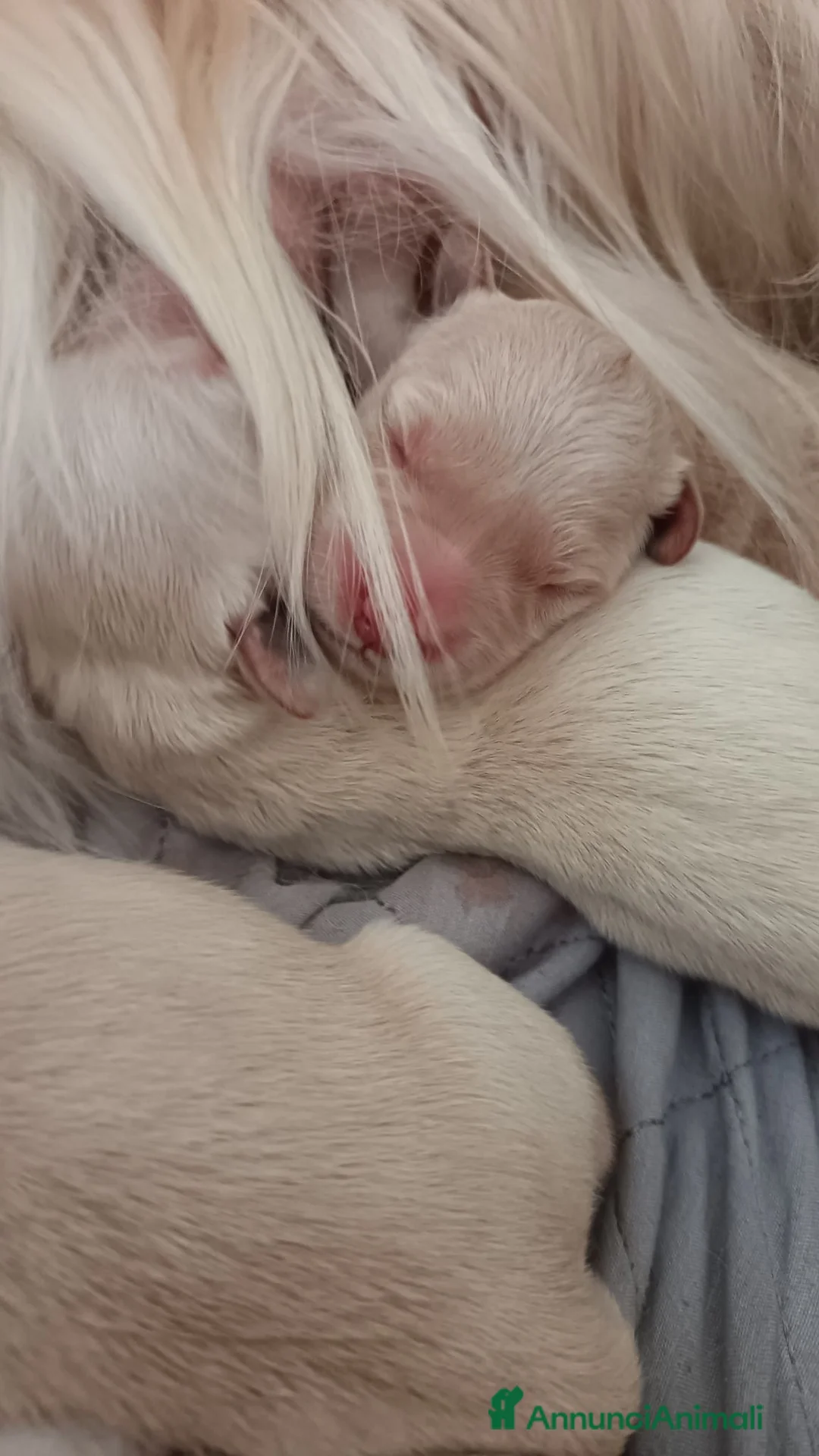 Golden Retriever cani in vendita: Cuccioli golden retriever  a Provincia di Bergamo - Annuncio 7