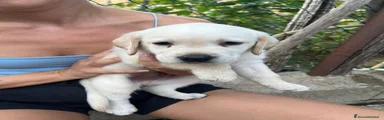 Labrador 2