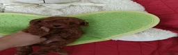 Barboncino Toy cani in vendita: Gioie di Anna - Annuncio 11