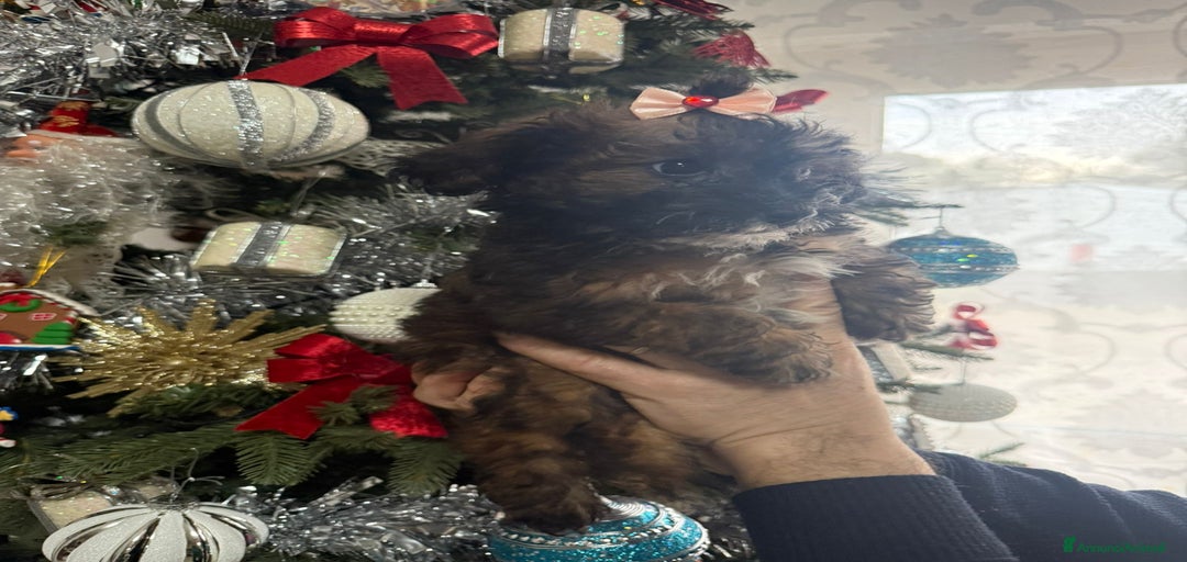 Immagine della galleria {{count}}