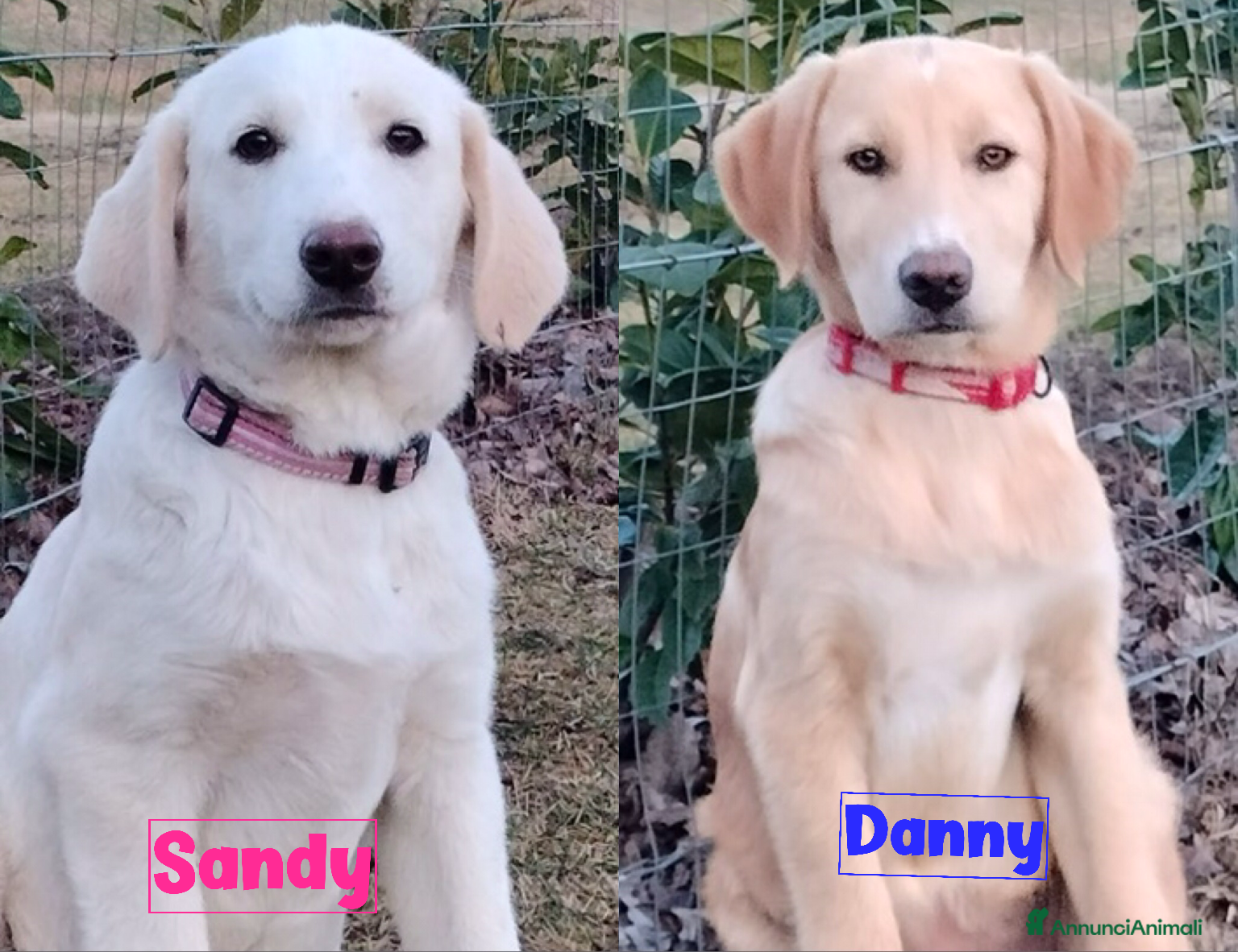 Meticcio cani Danny e Sandy 4 mesi e mezzo tg medio abbondante  - Annuncio 2