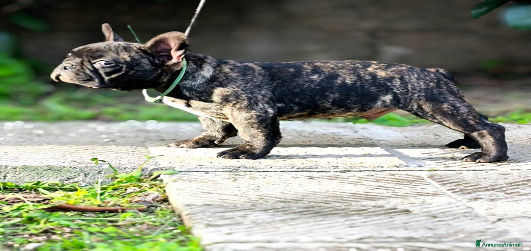 Immagine della galleria {{count}}