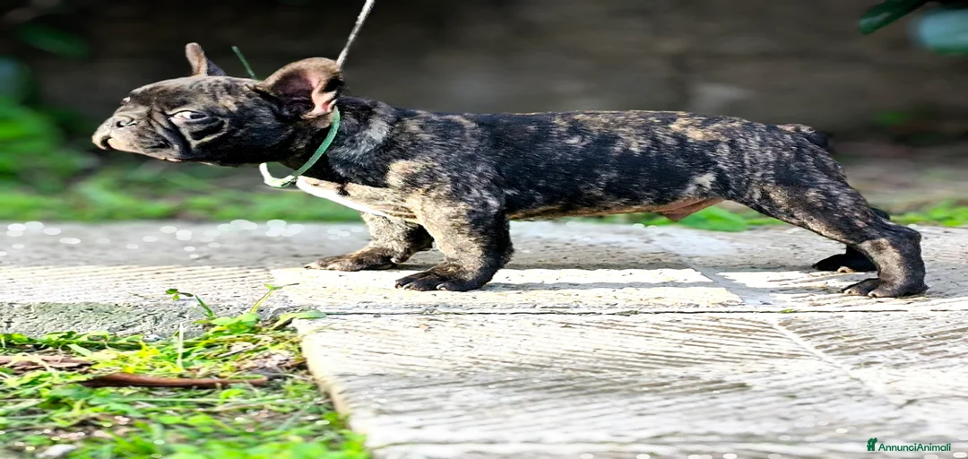 Immagine della galleria {{count}}