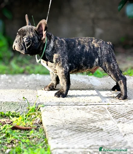 Immagine della galleria {{count}}