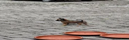 Chihuahua cani in vendita: Splendidi chihuahua fulvi genitori sani e italiani - Annuncio 4