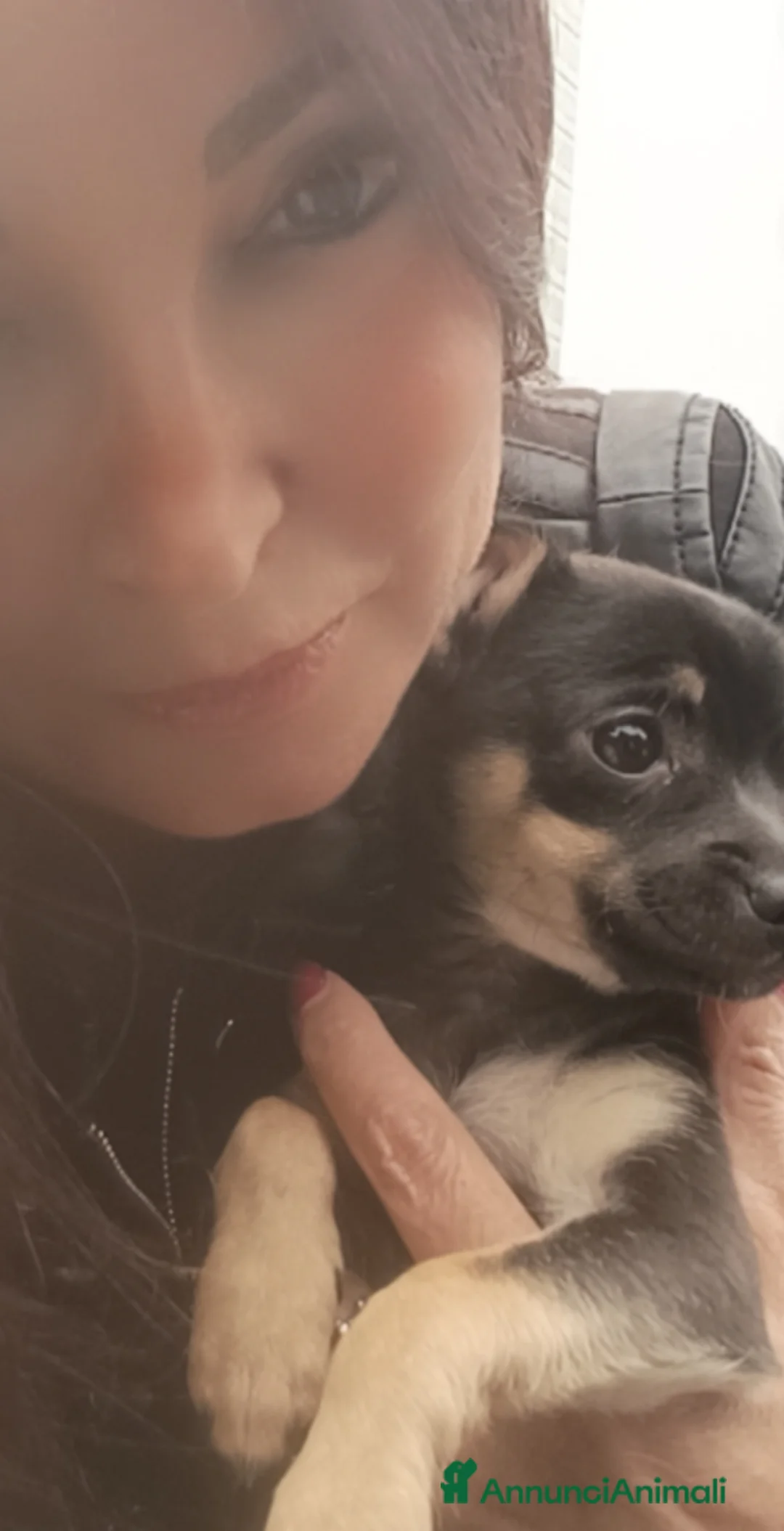 Chihuahua cani in vendita: Chihuahua - Annuncio 2