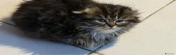 Scottish gatti in vendita: Cuccioli simil scottish highland - Annuncio 3