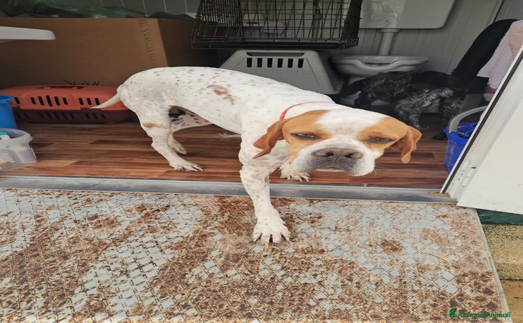 Pointer cani Mais: Pointer mansueto equilibrato socievole  - Annuncio 6