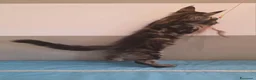 Maine Coon gatti in vendita: Litter G Dolci Fusa - Annuncio 14