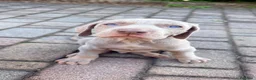 Weimaraner cani in vendita: Cuccioli Weimaraner  - Annuncio 25