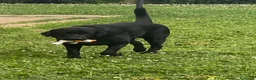 Labrador cani per accoppiamento: Labrador per monta a Città metropolitana di Roma Capitale - Annuncio 3