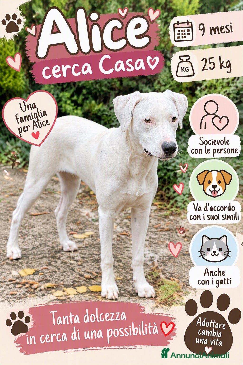 Meticcio cani Alice - Annuncio 2