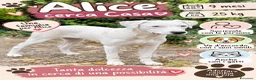 Meticcio cani in regalo: Alice a Provincia di Brescia - Annuncio 1