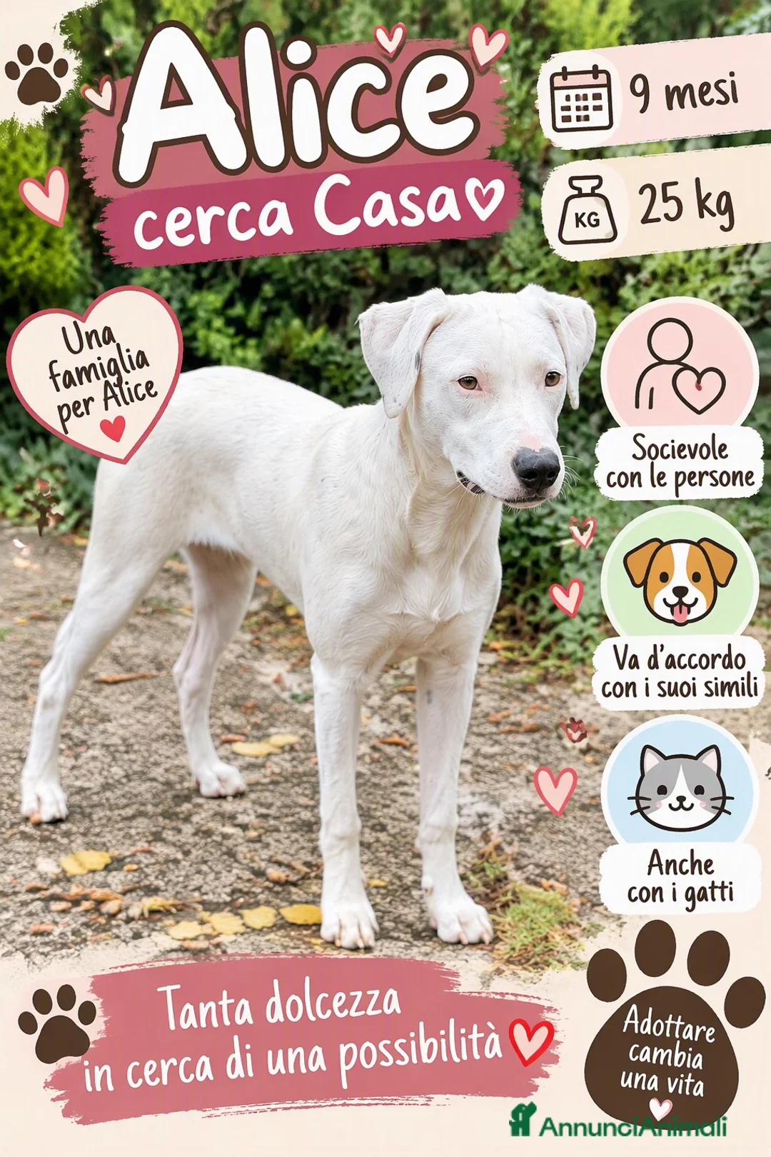 Meticcio cani in regalo: Alice a Provincia di Brescia - Annuncio 1
