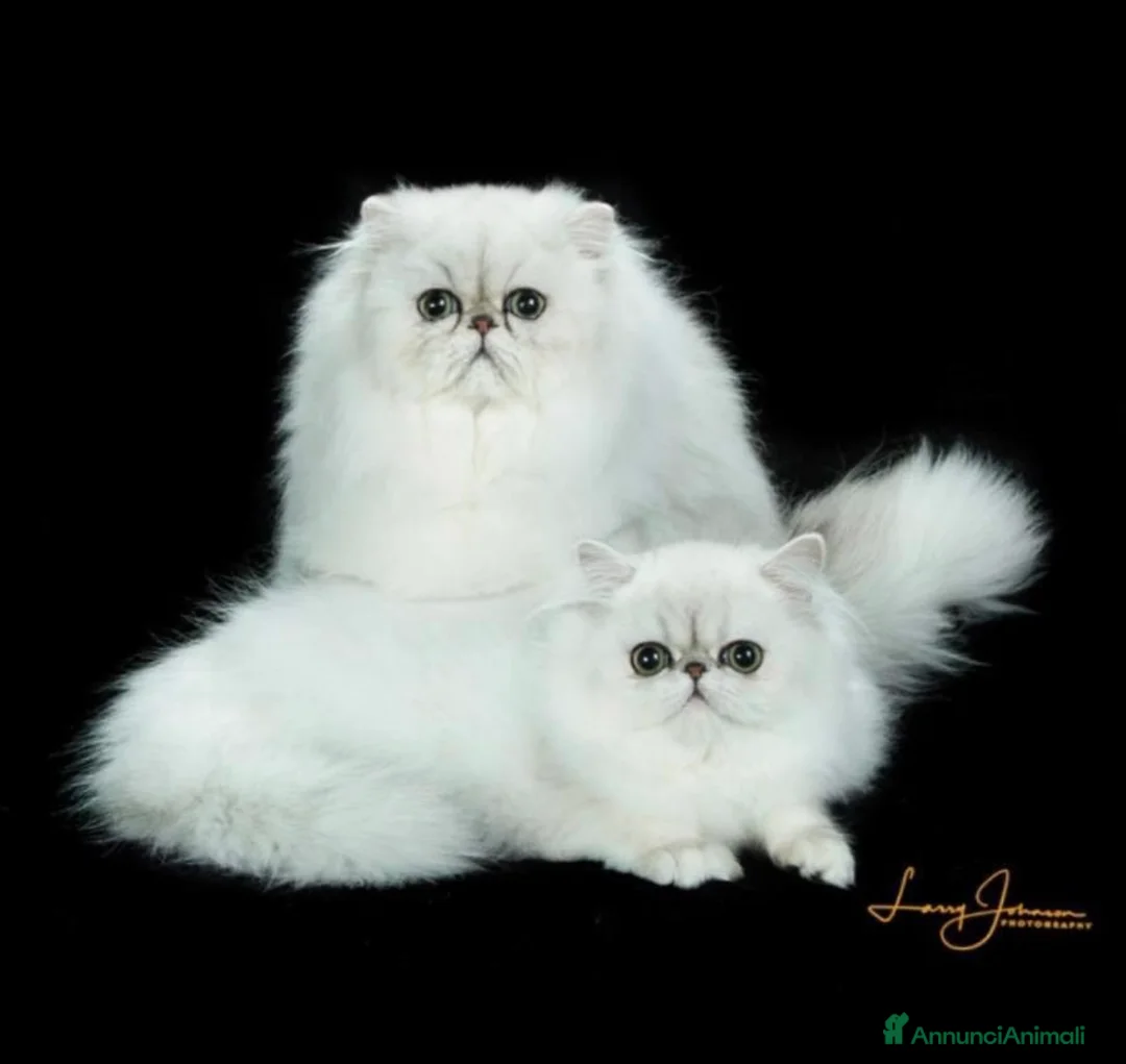 Immagine della galleria {{count}}