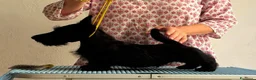 Scottish Terrier cani in vendita: Scottish terrier puppy - Annuncio 4
