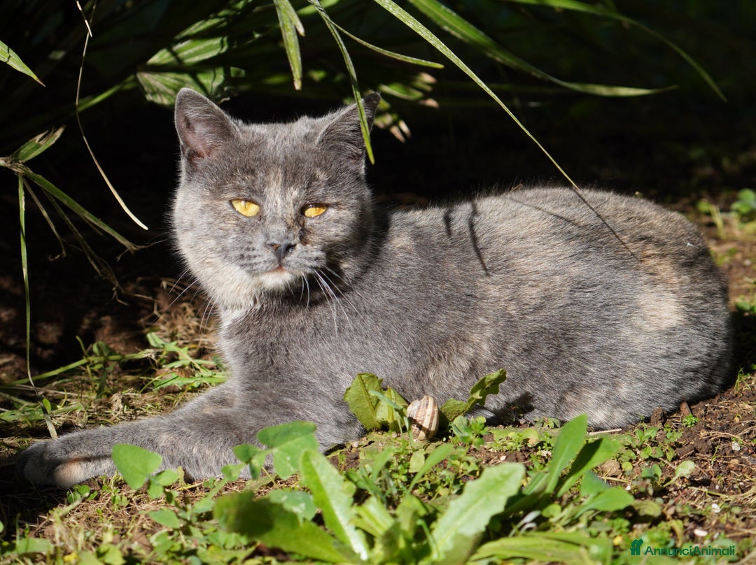 Meticcio gatti in regalo: Scheggia, gattina meravigliosa  - Annuncio 5
