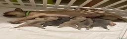 Bulldog Francese cani in vendita: SPLENDITI CUCCIOLI DI BULLDOG FRANCESI ESOTICI - Annuncio 5