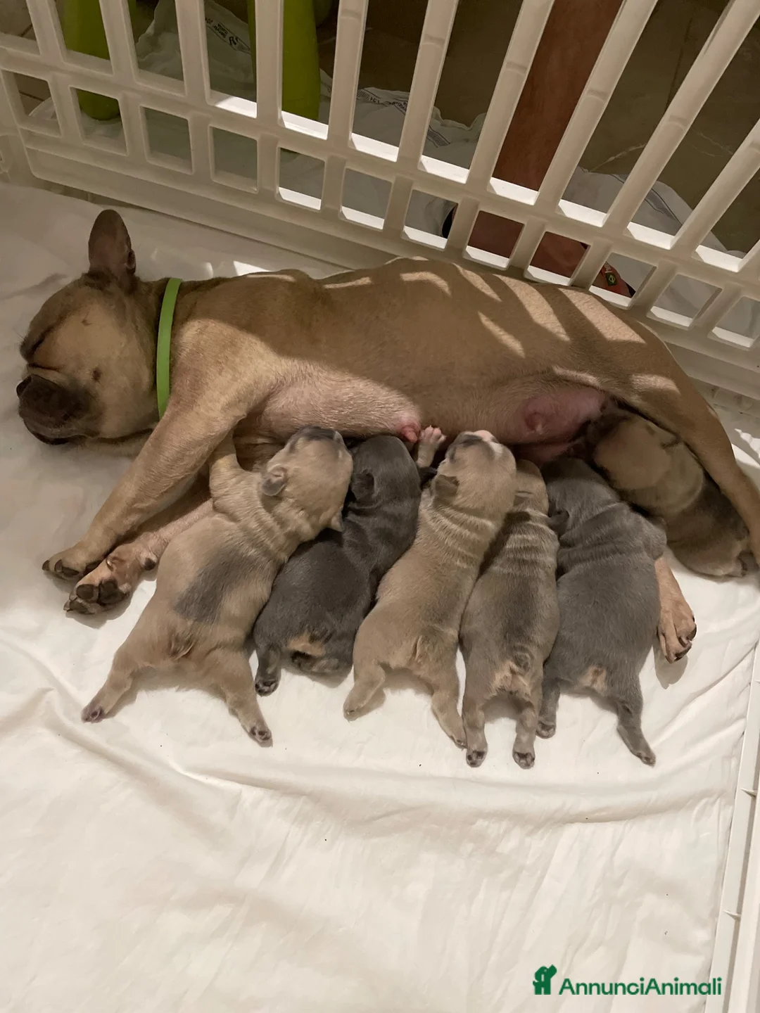 Bulldog Francese cani in vendita: SPLENDITI CUCCIOLI DI BULLDOG FRANCESI ESOTICI - Annuncio 5