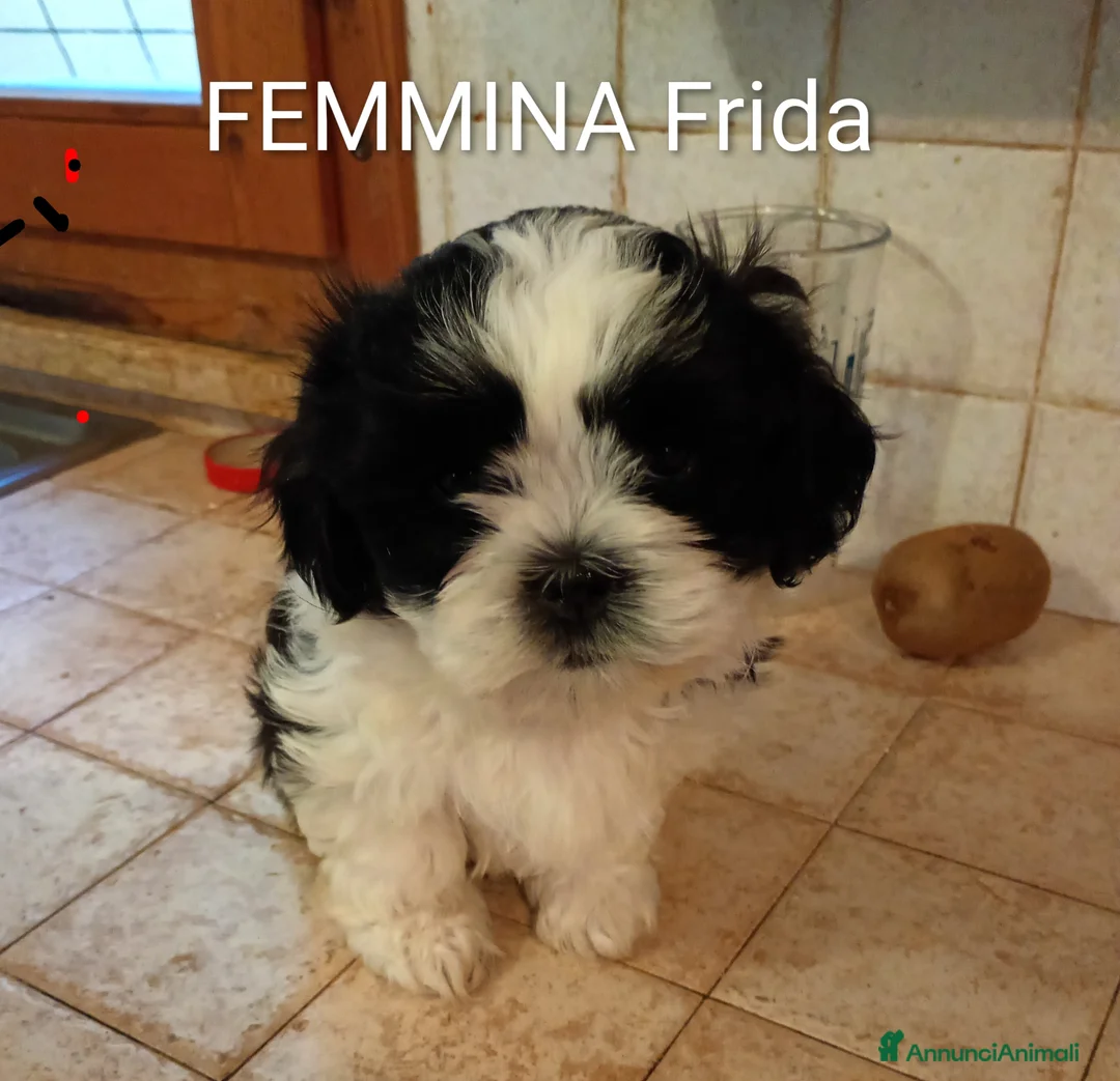 Meticcio cani in vendita: Cucciole Shitzu-Maltese  a Provincia di Rimini - Annuncio 6