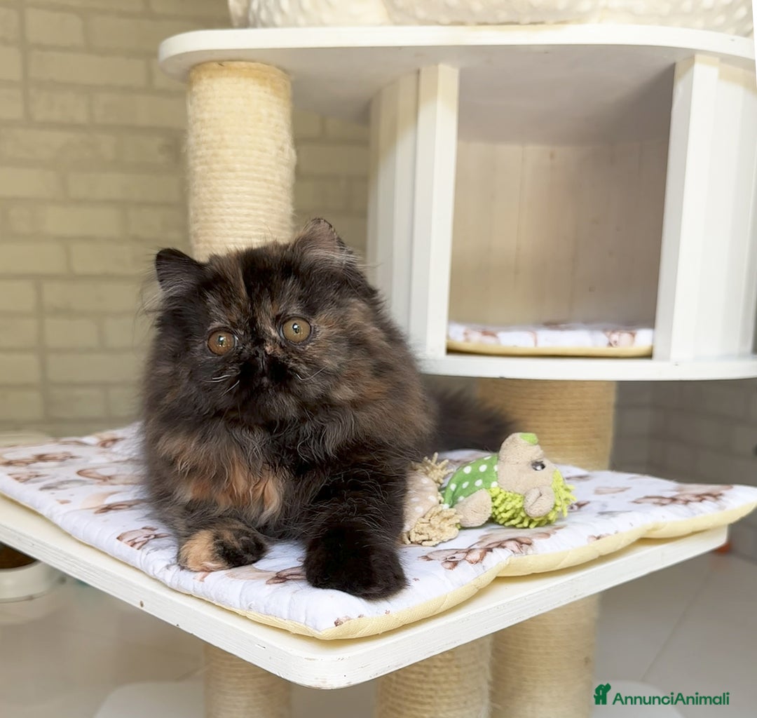 Persiano gatti in vendita: Cucciola persiana pura Tortie a Metropolitan City of Rome Capital - Immagine 2