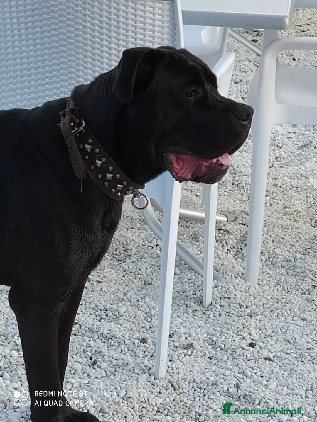 Cane Corso cani in vendita: Cuccioli di cane corso  - Annuncio 28