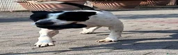 Meticcio cani in regalo: BLACK GENTILCANE - Annuncio 8