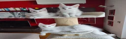Maine Coon gatti in vendita: Cuccioli Maine Coon Silver - 3 maschi disponibili - Annuncio 6