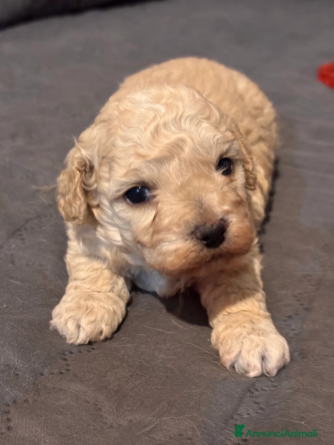 Barboncino cani in vendita: Cuccioli di Barboncino (info in descrizione) - Annuncio 1