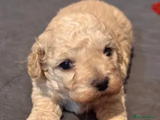 Barboncino cani Cuccioli di Barboncino (info in descrizione) - Annuncio 2