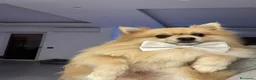 Volpino Italiano cani per accoppiamento: Rio volpino italiano  a Città metropolitana di Roma Capitale - Annuncio 6