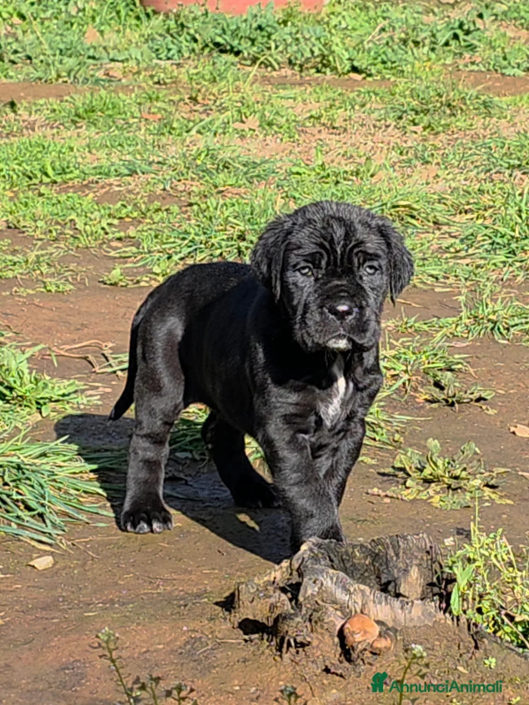Mastino Napoletano cani in vendita: Cuccioli di Mastino Napoletano - Annuncio 21