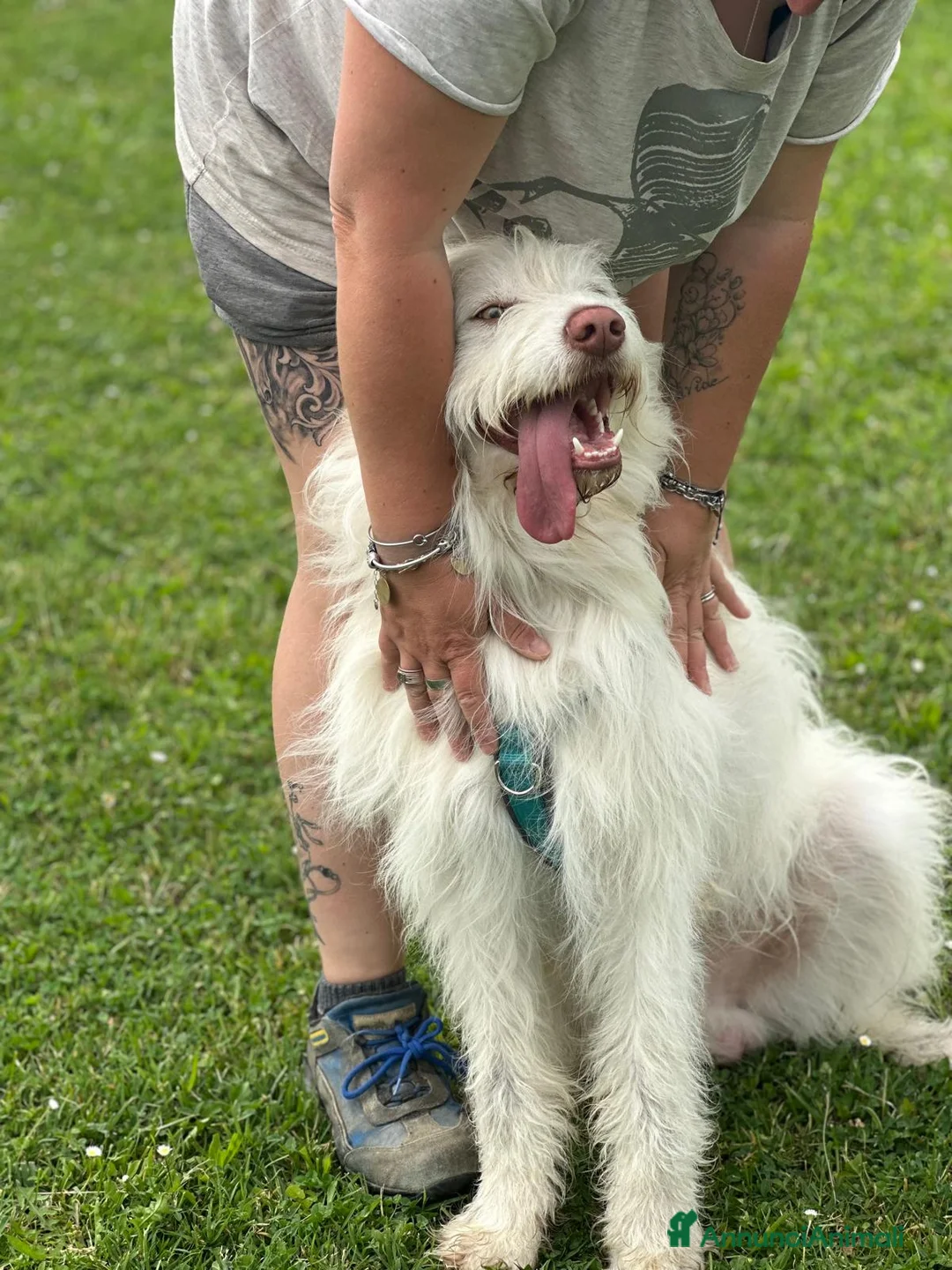 Meticcio cani in regalo: TRADITO DALLA SUA FAMIGLIA. 2 ANNI a Provincia di Ferrara - Annuncio 6
